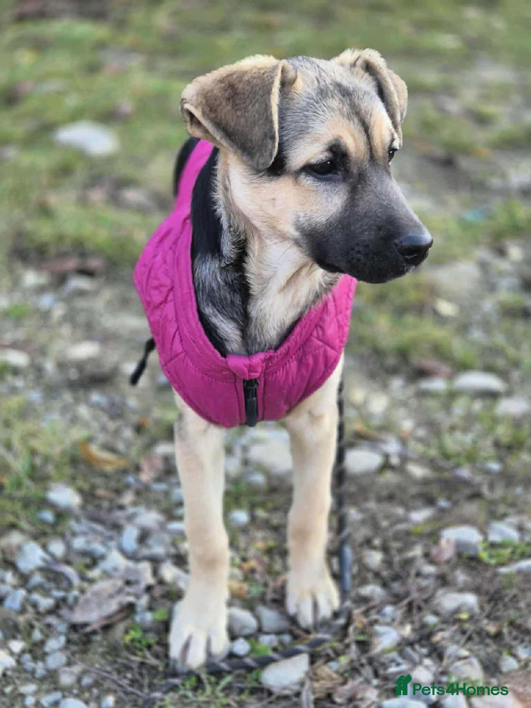 Mixed Breed dogs for adoption: LILY - gentle pup/friendly/good with kids/loving - Advert 3