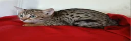 Savannah cats for sale: Highly spotted Savannah kittens  - Advert 5