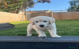 Golden Retriever dogs for sale: Teddy Bear Goldies - Image 3
