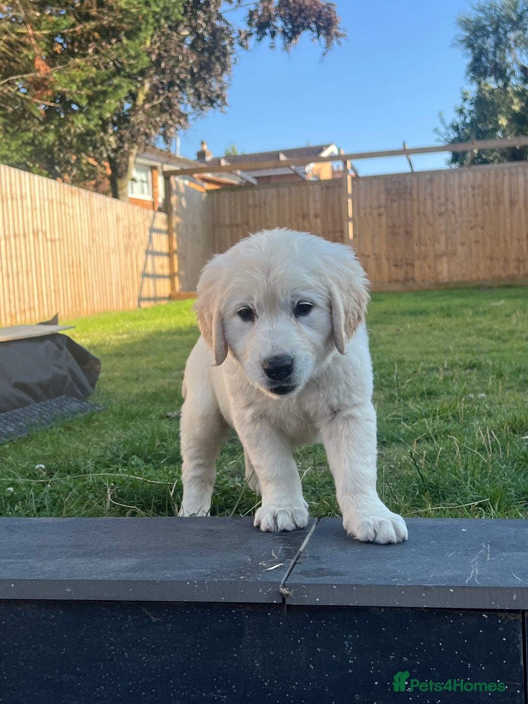 Golden Retriever dogs for sale: Teddy Bear Goldies - Image 3