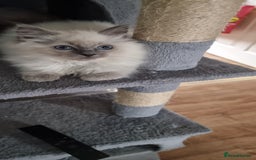 Ragdoll cats for sale: Last Girl Blue point - Ready Now   - Image 5