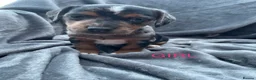 Jackshund dogs for sale: 8 beautiful miniature Jack Russell’s  - Advert 6