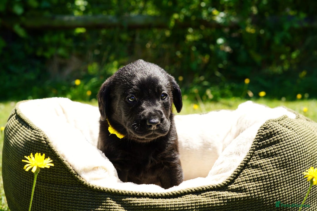 Labrador Retriever dogs for sale: Black Pure bred kg reg Labrador for sale  - Image 19