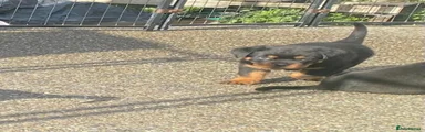 Rottweiler 4