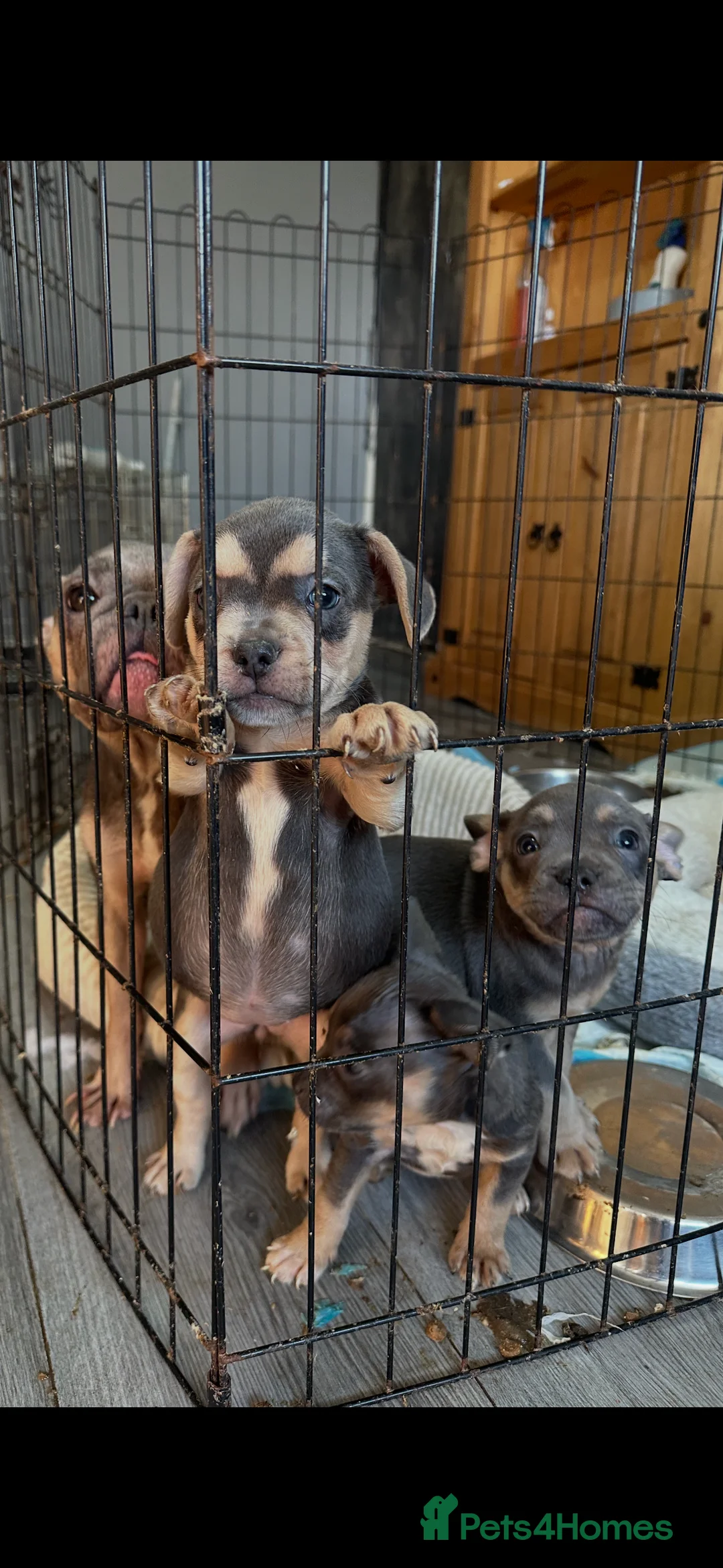 Mixed Breed dogs for sale: Frenchie/Spaniel puppies in Loughborough - Advert 2