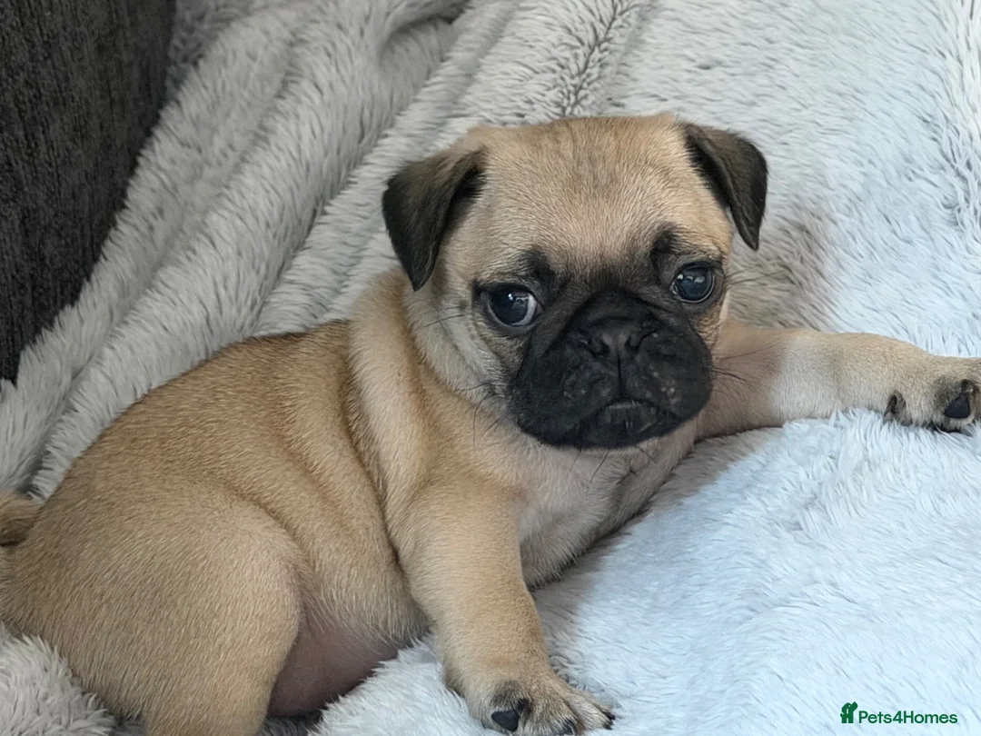 Pug dogs for sale: Male pug puppy  - Advert 2