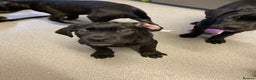Cane Corso dogs for sale: 🐾Cane Corso Puppies – Ready🐾 - Advert 22