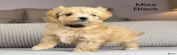 Maltipoo dogs for sale: A BEAUTIFUL ARRAY OF COLOURS AND LOVELINESS  - Advert 21