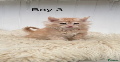 Maine Coon cats - Advert 2