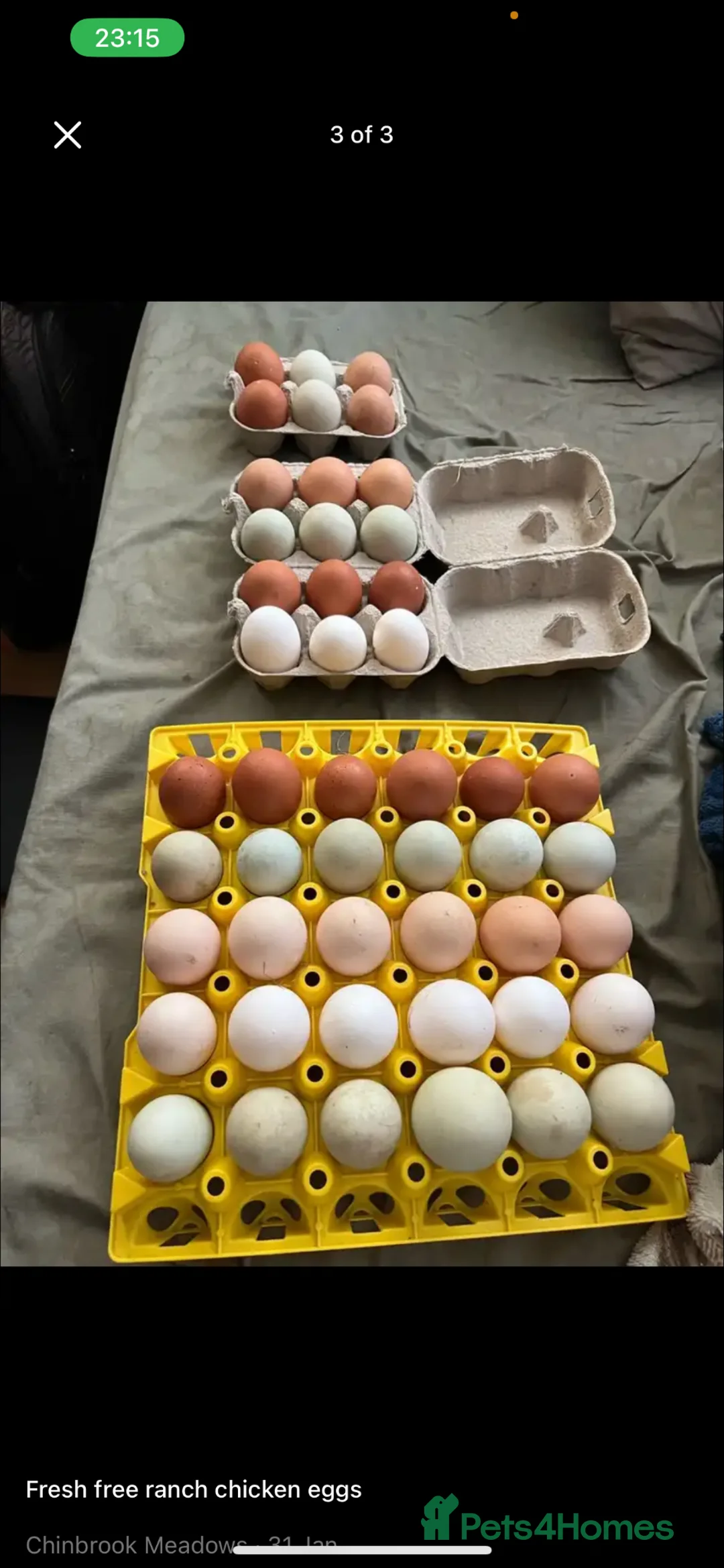 Chickens poultry for sale: Pure breed Pekin chicken eggs, quail hatching eggs - Advert 10