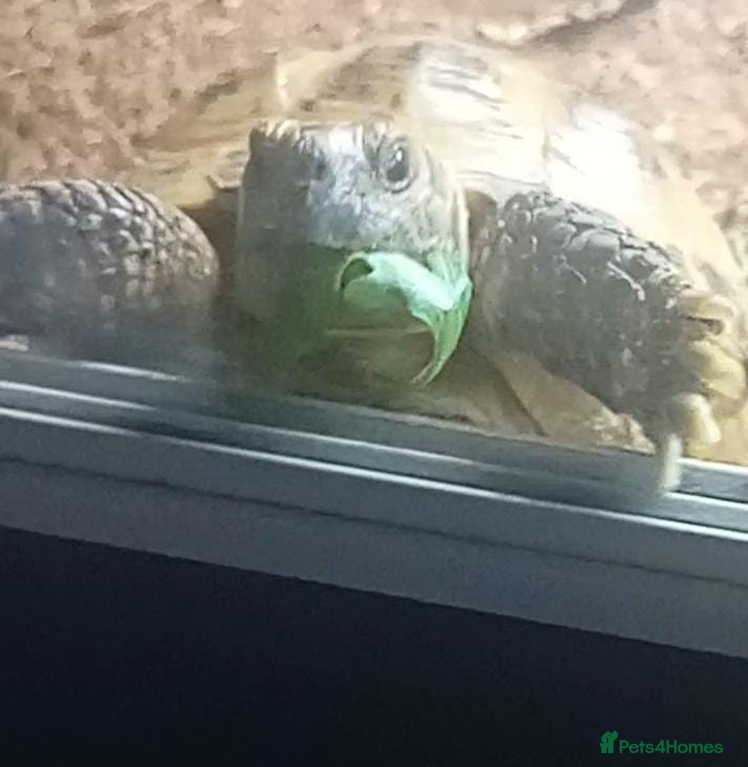 Tortoise reptiles for sale: Horsefield tortoise  - Advert 3