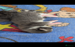 Maine Coon cats for sale: Maine coon kittens - Image 3