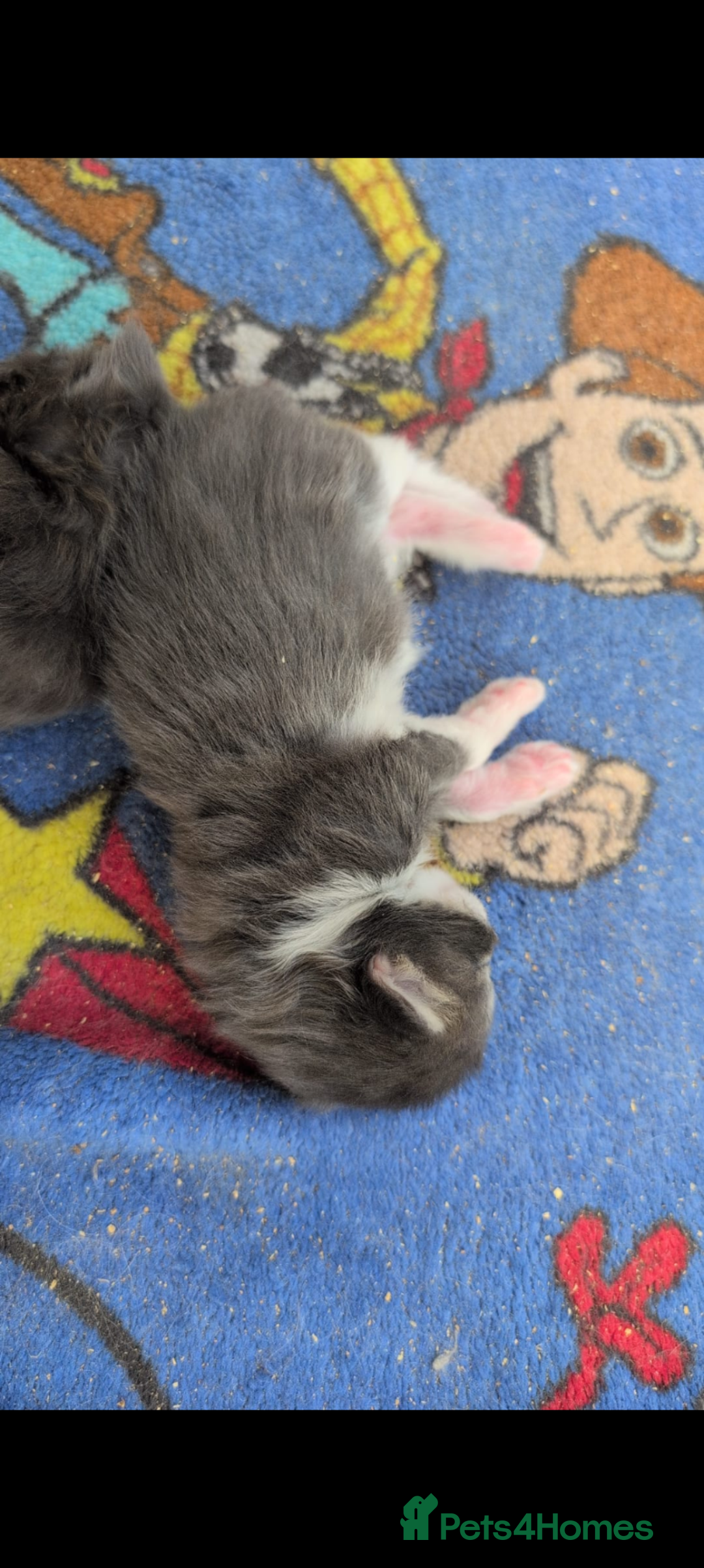 Maine Coon cats for sale: Maine coon kittens - Image 3