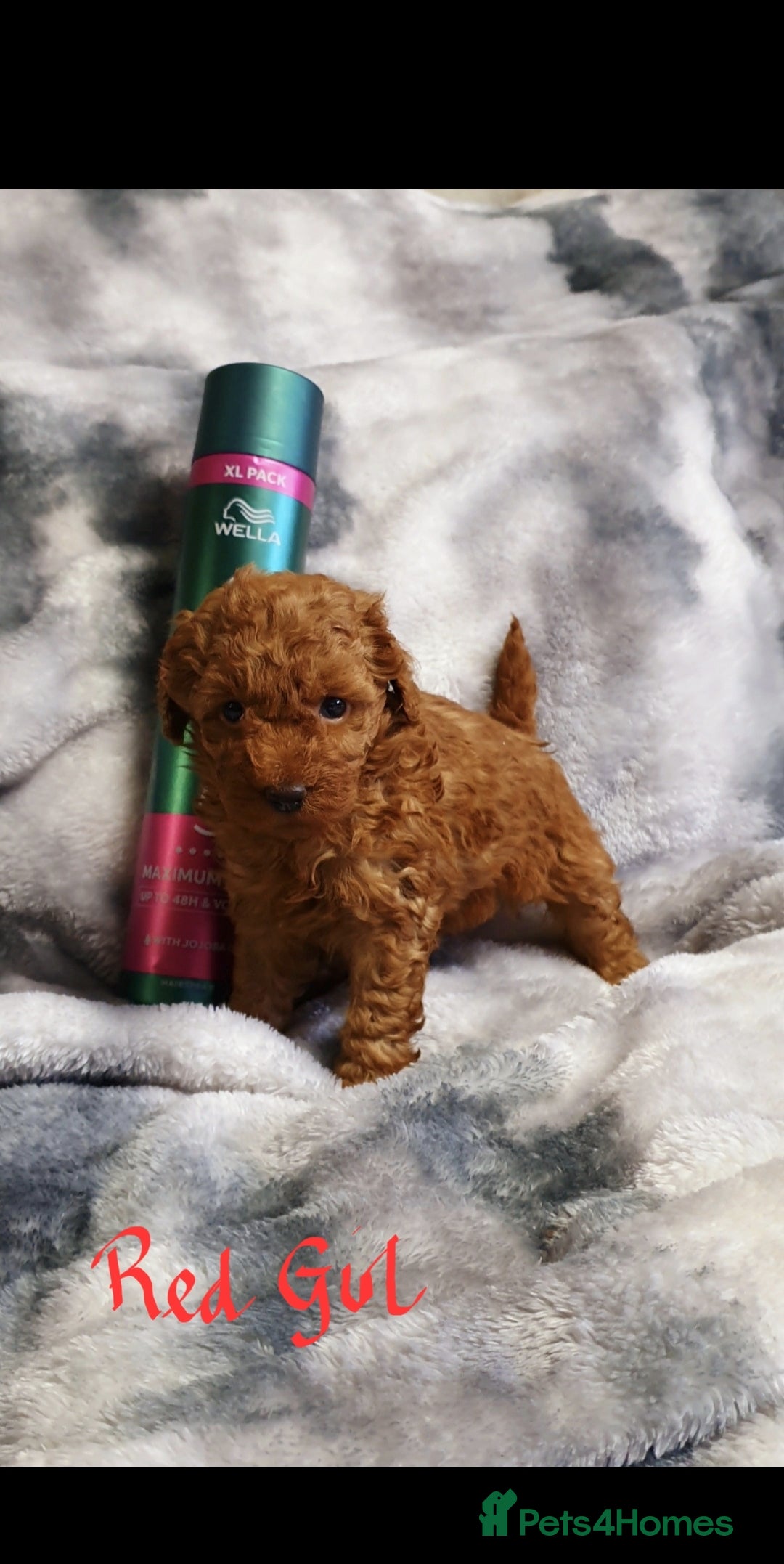 Toy Poodle dogs ASIAN CHAMPION lineage, KC registered Toy Poodles - Advert 3