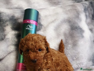 Toy Poodle dogs ASIAN CHAMPION lineage, KC registered Toy Poodles - Advert 4