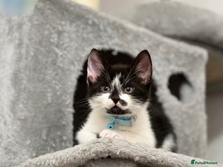 Mixed Breed cats Ready to go last Tuxedo Boy - Advert 21