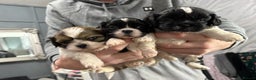 Shih Tzu dogs for sale: 5 stunning Shih Tzu puppies  - Advert 2