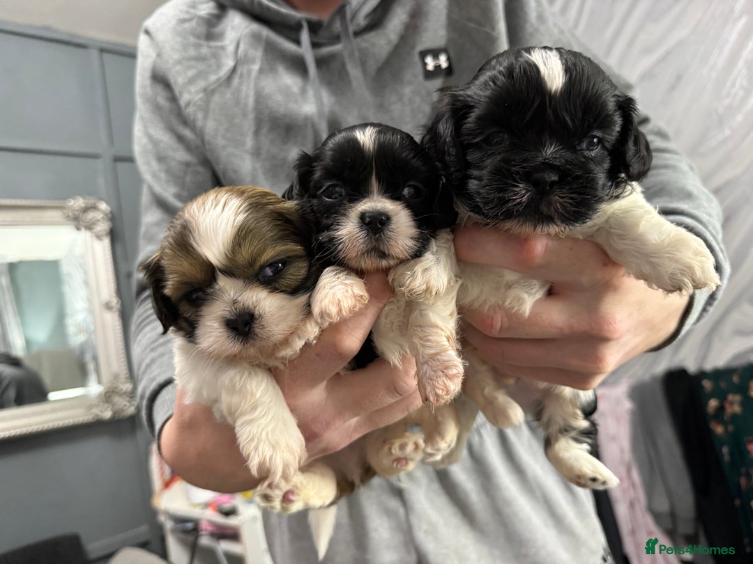Shih Tzu dogs for sale: 5 stunning Shih Tzu puppies  - Advert 2