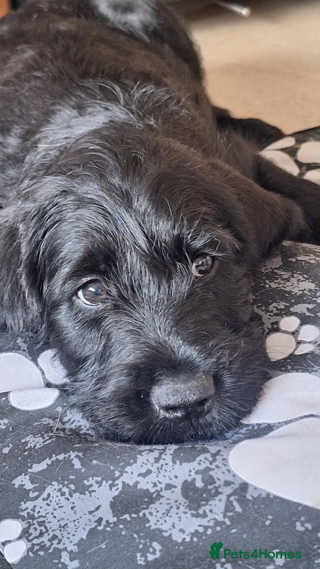 Labradoodle dogs for sale: Labradoodles x2 boys. Alloa - Image 18