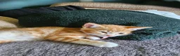 Mixed Breed cats for sale: 4 adorable female kittens for sale  - Advert 7