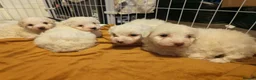 Mixed Breed dogs for sale: Maltipoo x Coton de Tulear Puppies  - Advert 14