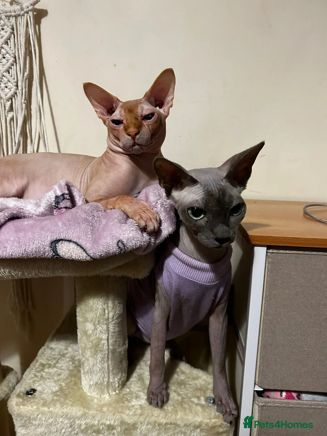 Sphynx cats for sale: Pedigree Sphynx Pair 1200£ both kittens  in Romford - Advert 1