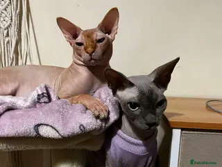Sphynx cats Pedigree Sphynx Pair 1200£ both kittens - Advert 6