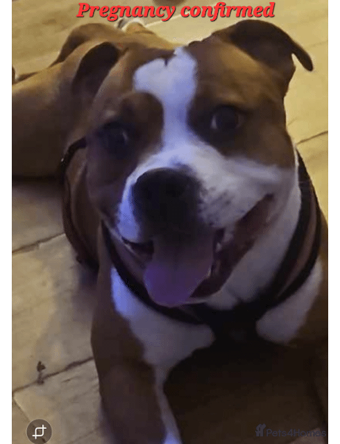 Staffordshire Bull Terrier dogs FUTURE LITTER ANNOUNCEMENT - Advert 6