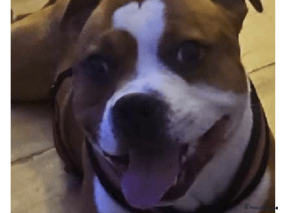 Staffordshire Bull Terrier dogs FUTURE LITTER ANNOUNCEMENT - Advert 1