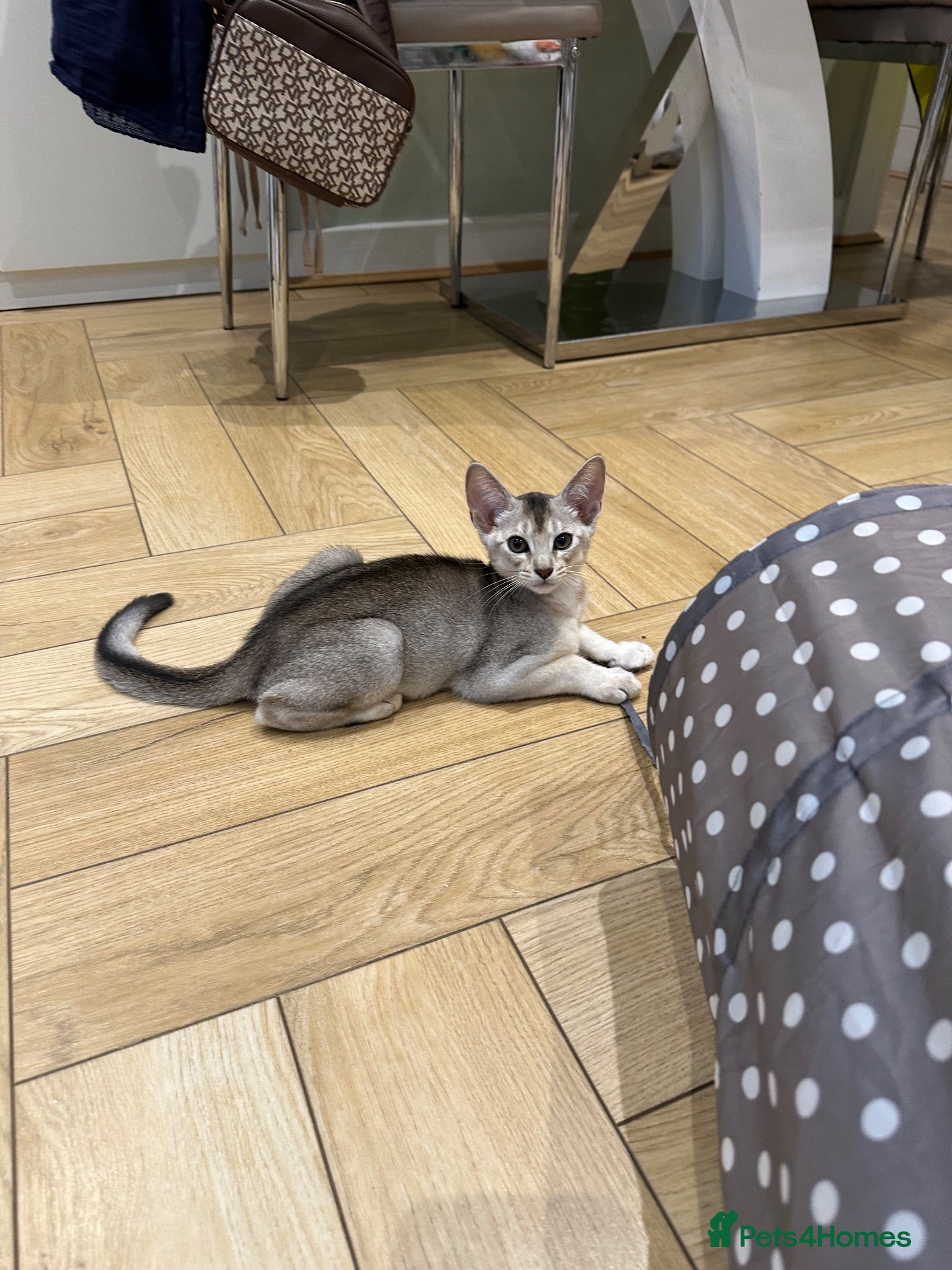 Abyssinian cats Silver Abyssinian kittens  - Advert 2