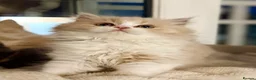 British Shorthair cats for sale: Stunning GCCF British Shorthair Cream Bicolour Boy - Advert 21