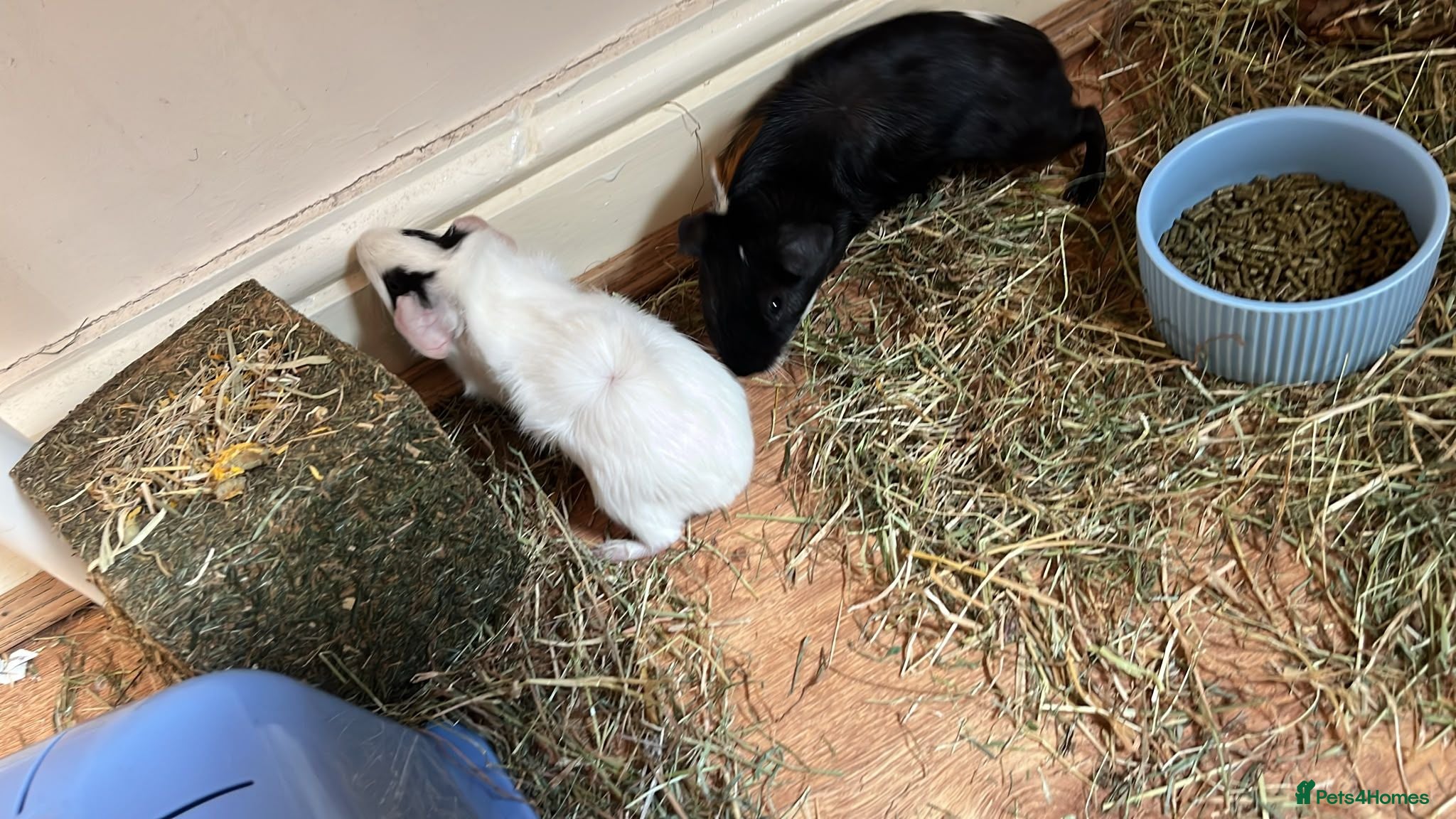 Guinea Pig rodents 2 male guinea pigs for sale - Advert 1