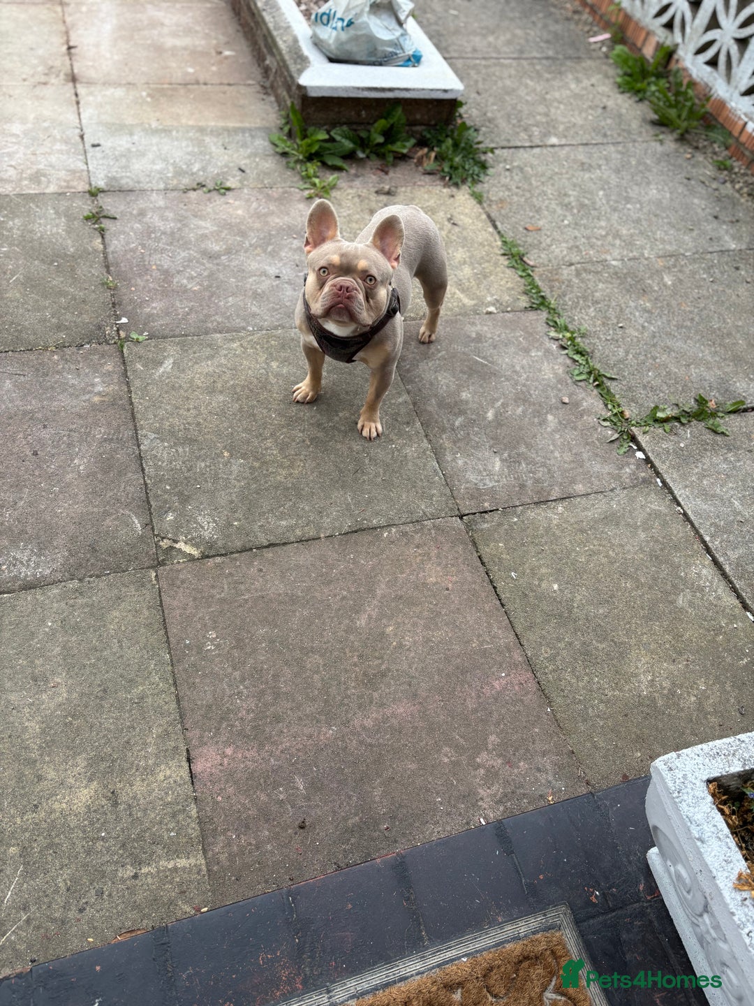 French Bulldog dogs for sale: Isabella Breed - Image 5