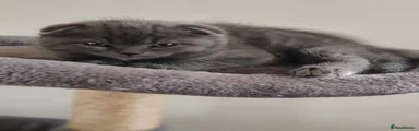 Scottish Fold Kitten 6