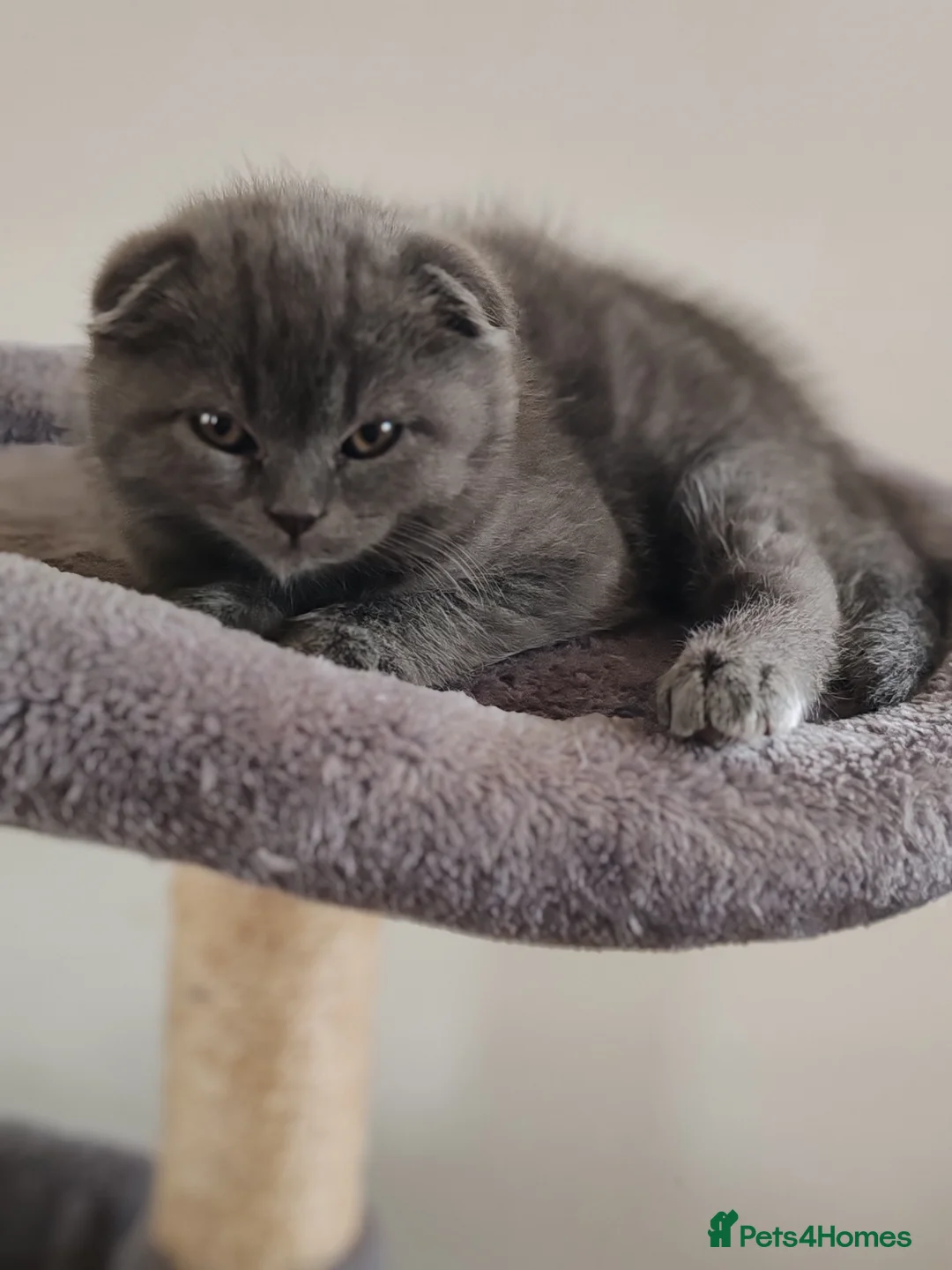 Scottish Fold cats for sale: Scottish fold x BSH kittens - Advert 33