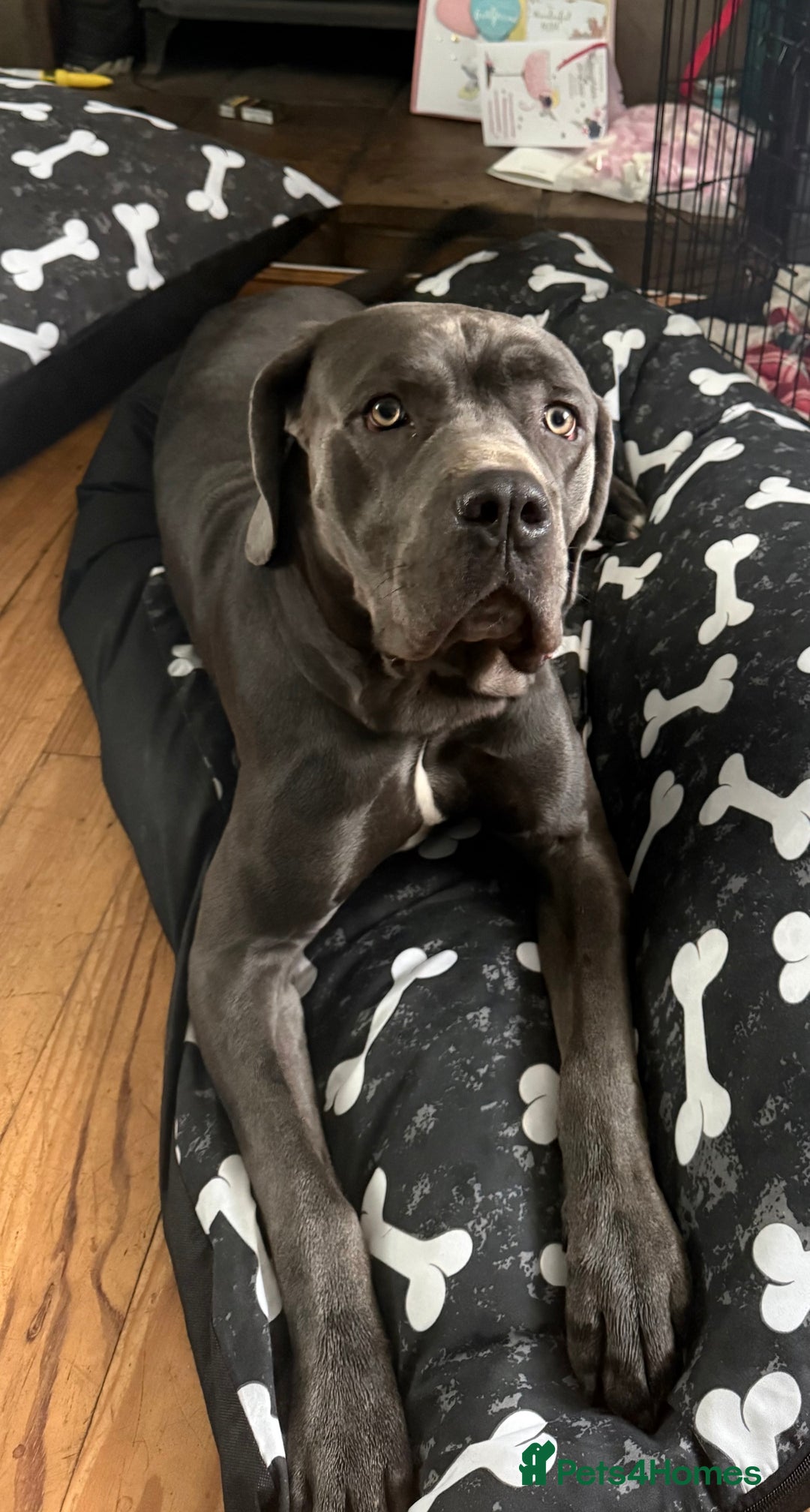 Cane Corso dogs for sale: Thanos - Advert 1