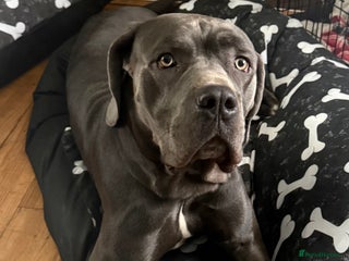 Cane Corso dogs Thanos - Advert 1