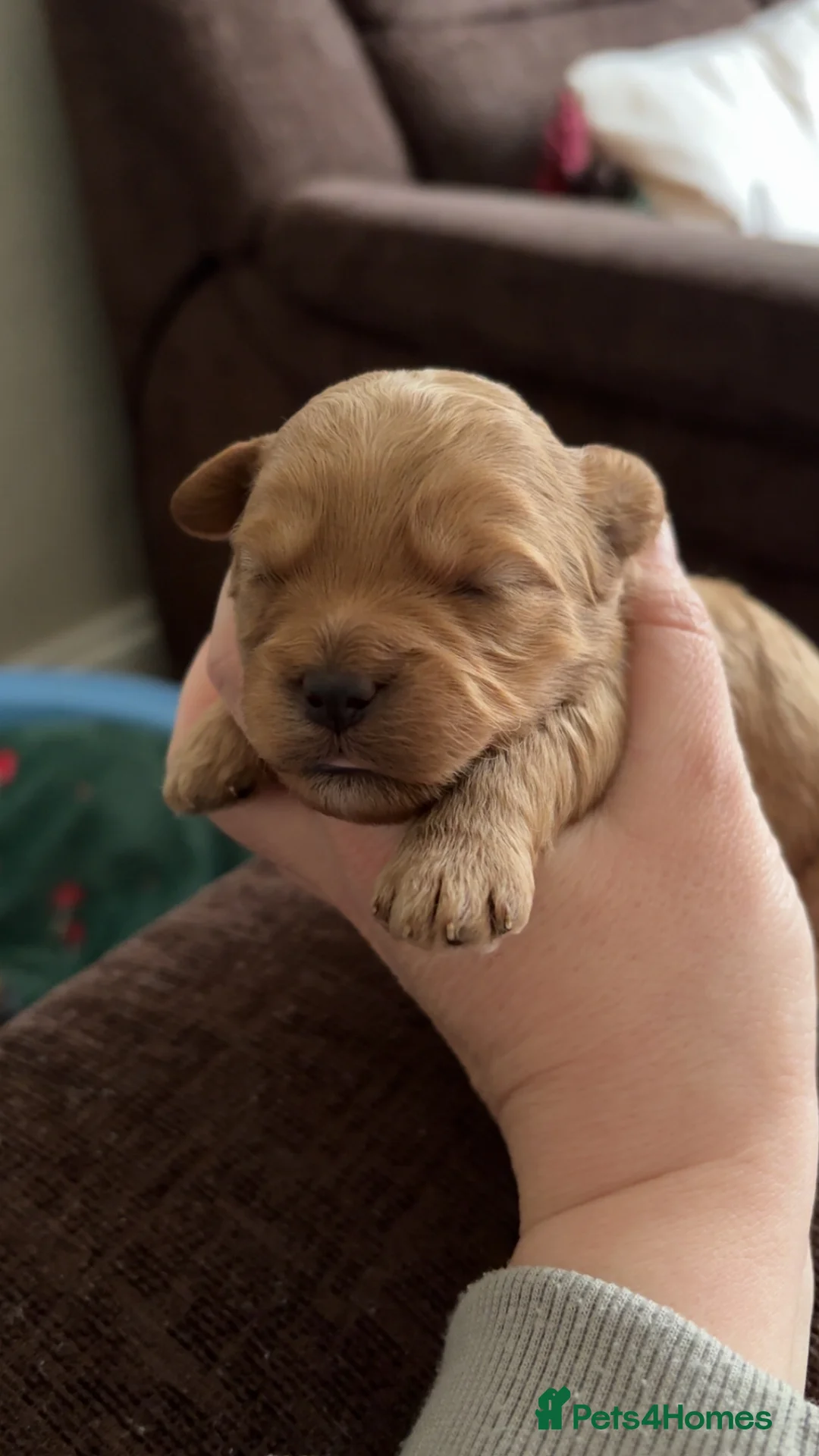 Cavapoo dogs for sale: Beautiful litter of f2 cavapoo puppies  in Rochdale - Advert 7