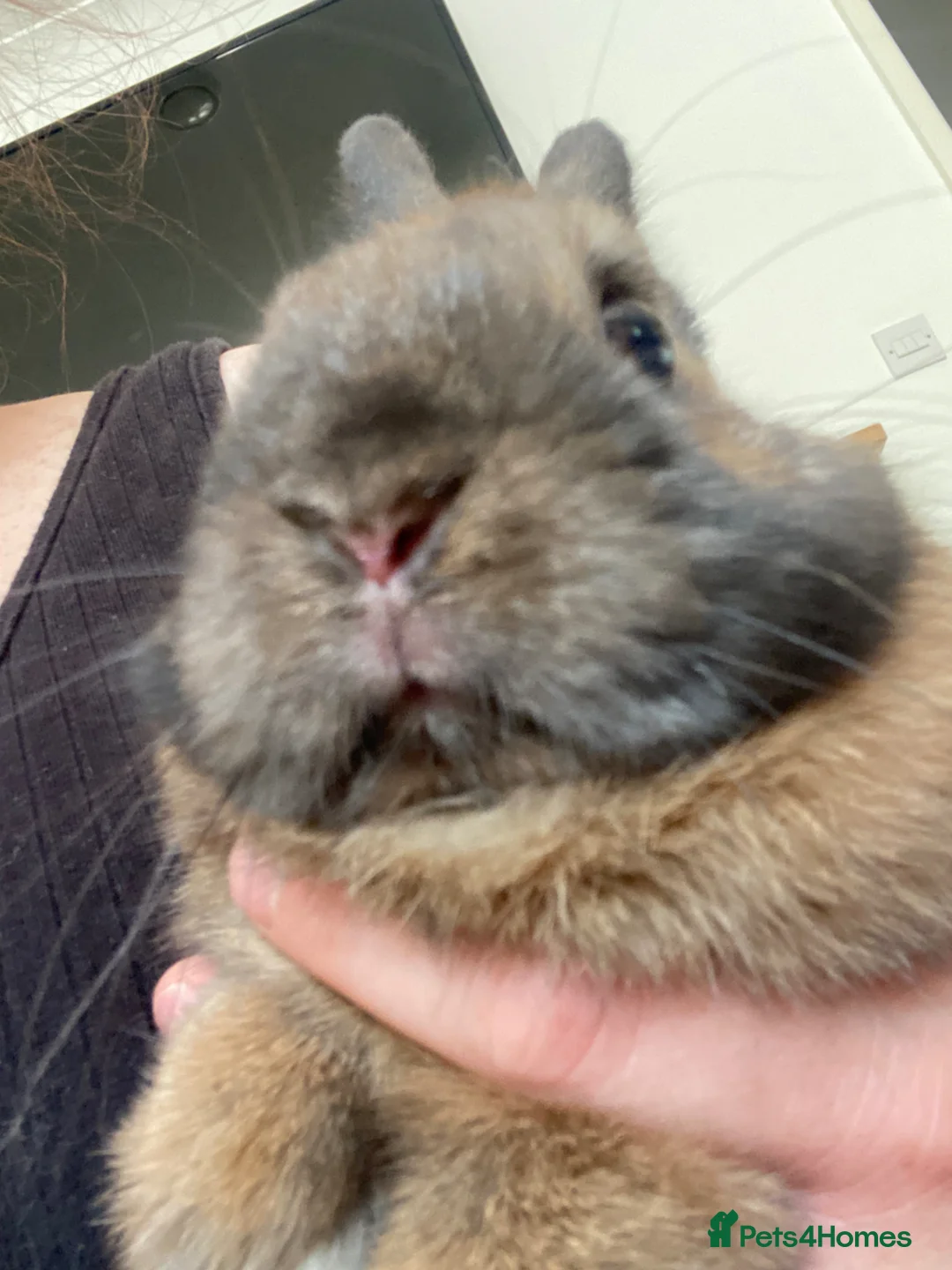 Netherland Dwarf rabbits for sale: Male dwarf rabbit and cage  in Southampton - Advert 2