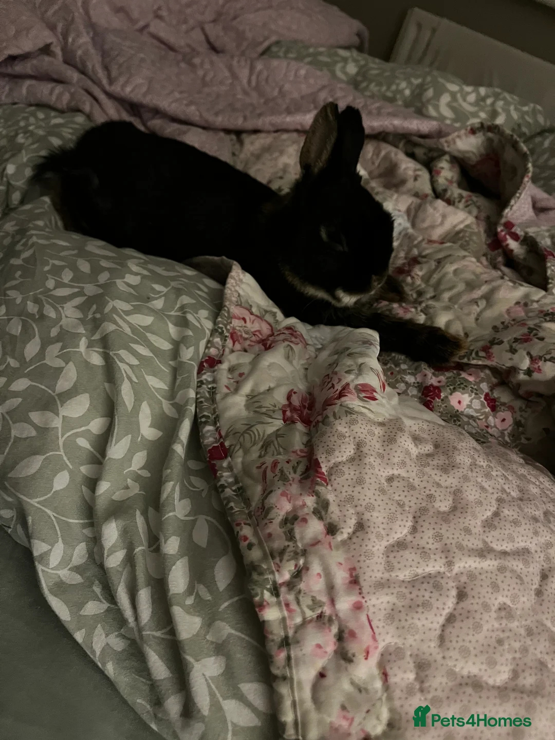 Netherland Dwarf rabbits for sale: Friendly male Netherland dwarf bunny in Buckingham - Advert 2