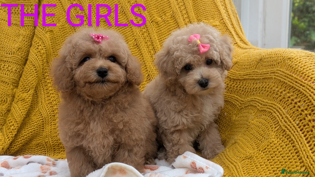 Maltipoo dogs for sale: Stunning Maltipoo Puppies  - Image 9