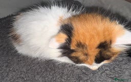 Mixed Breed cats for sale: Semi-longer hair calico  - Image 2