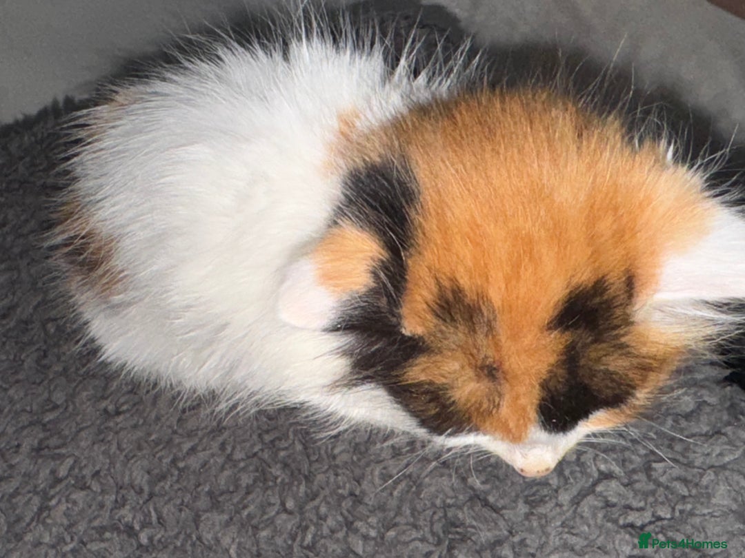 Mixed Breed cats for sale: Semi-longer hair calico  - Image 2