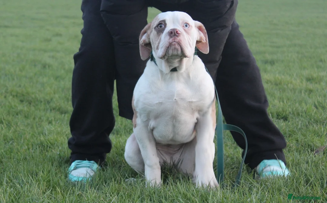 Alapaha Blue Blood Bulldog dogs for sale: SUPERB PICK OF LITTER PUP 5***** - Advert 36