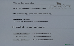British Shorthair cats for sale: Huge Price Reduction Ready Now, Show Parents, GCCF - Image 20
