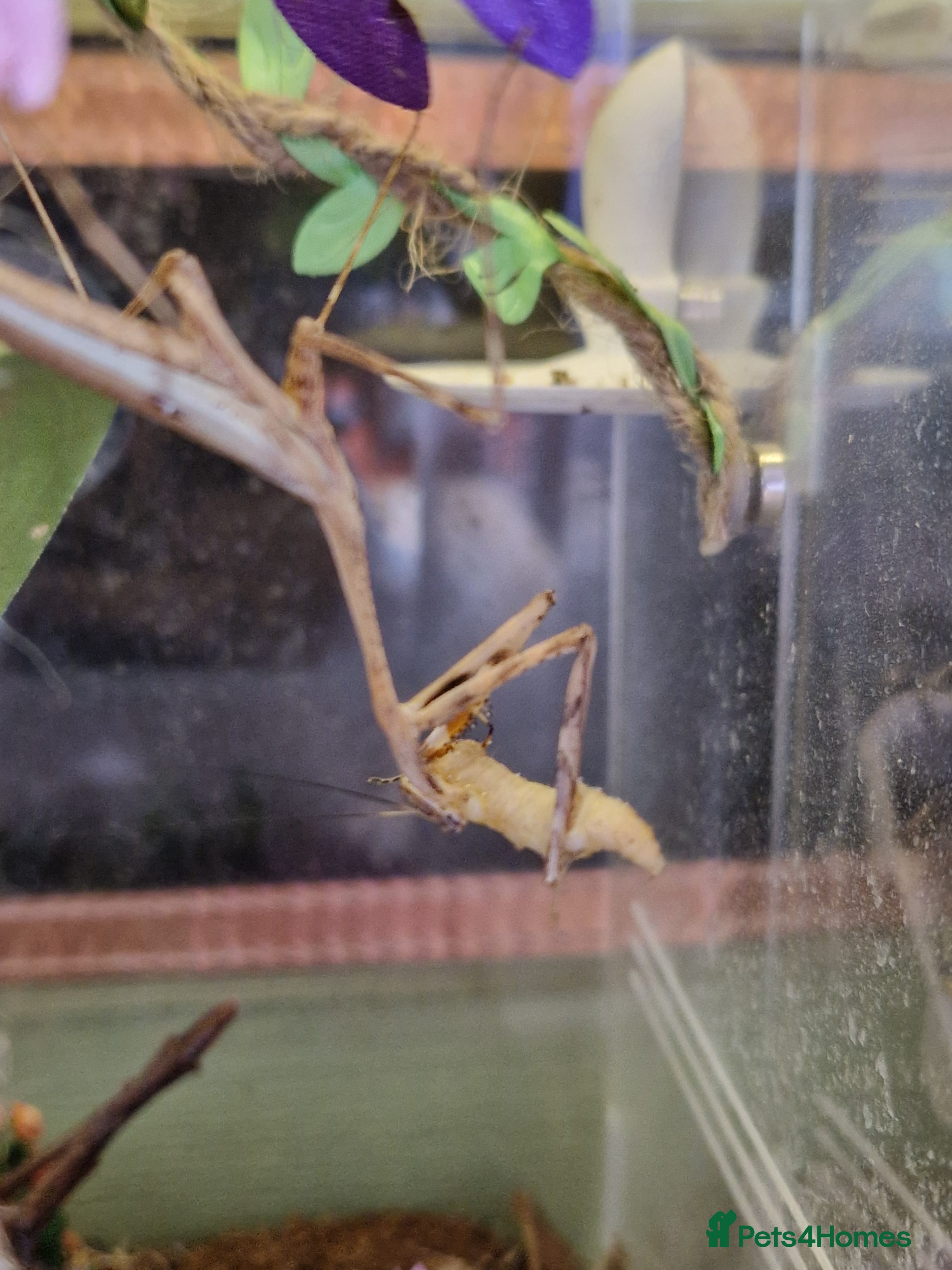 Praying Mantis invertebrates Peacock Praying Mantis - Advert 1