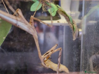 Praying Mantis invertebrates Peacock Praying Mantis - Advert 1