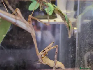 Praying Mantis invertebrates Peacock Praying Mantis - Advert 2