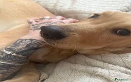 Labrador Retriever dogs for sale: Male Labrador  - Advert 2