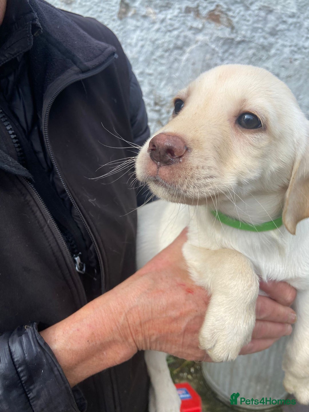 Labrador Retriever dogs for sale: KC Registered Yellow/Golden Labrador Puppies - Image 8